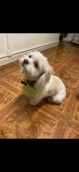 Lost Male Dog last seen Lochner, San Jose, CA 95127
