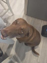 Found/Stray Female Dog last seen Bean and burger mababk tx, Mabank, TX 75147