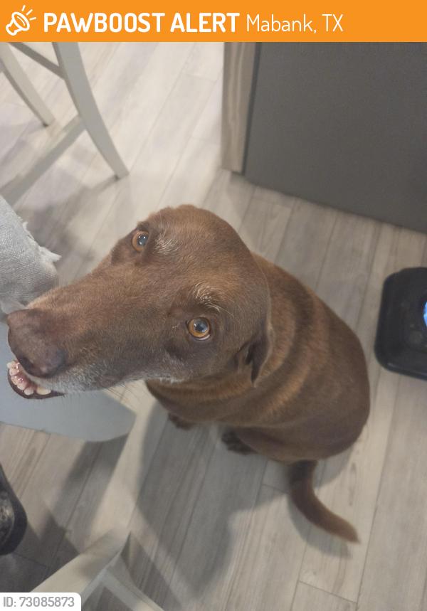 Found/Stray Female Dog last seen Bean and burger mababk tx, Mabank, TX 75147