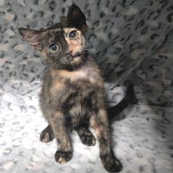 Shelter Stray Female Cat last seen , 8020 Washington St, Port Richey, FL 34668, USA