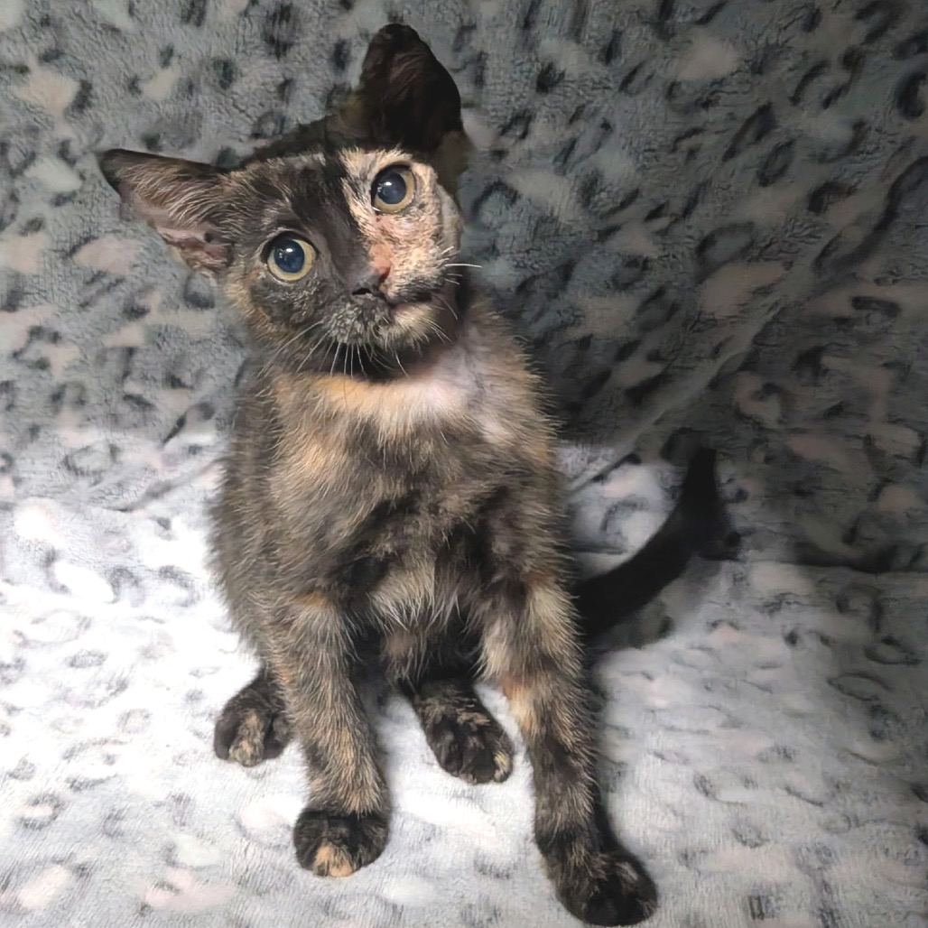 Shelter Stray Female Cat last seen , 8020 Washington St, Port Richey, FL 34668, USA