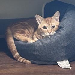 Shelter Stray Male Cat last seen , 8020 Washington St, Port Richey, FL 34668, USA
