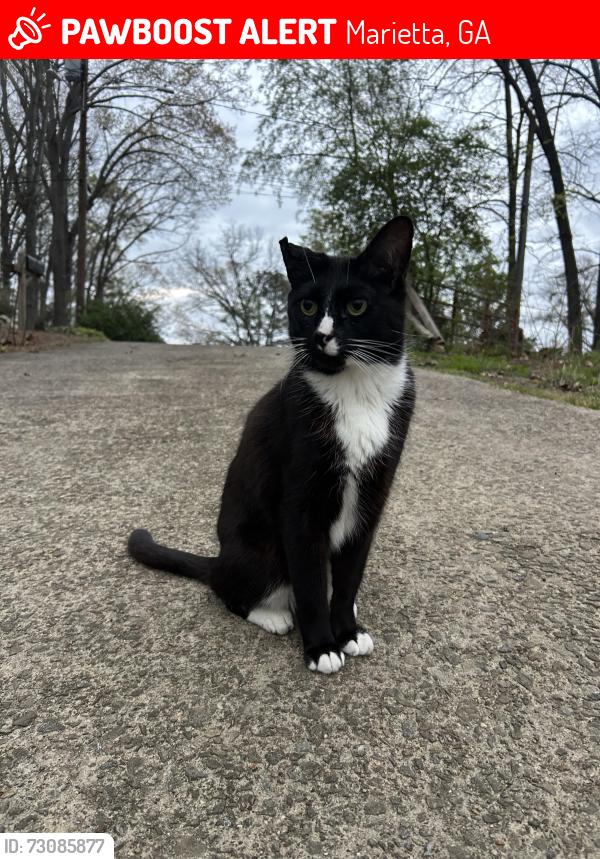 Lost Male Cat last seen Blackwell Elementary and Kroger on Canton rd. And new Chastain, Marietta, GA 30066