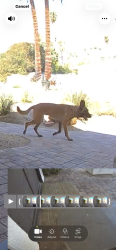 Found/Stray Unknown Dog last seen Near South Camino Real, Palm Springs, Palm Springs, CA 92264