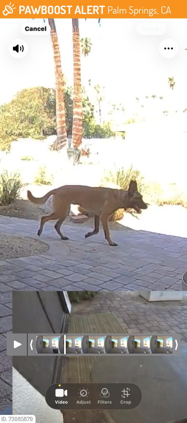 Found/Stray Unknown Dog last seen Near South Camino Real, Palm Springs, Palm Springs, CA 92264