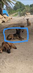 Lost Female Dog last seen Neighborhood in leisure city, Homestead, FL 33033