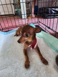 Found/Stray Female Dog last seen Harlandale High School, San Antonio, TX 78221