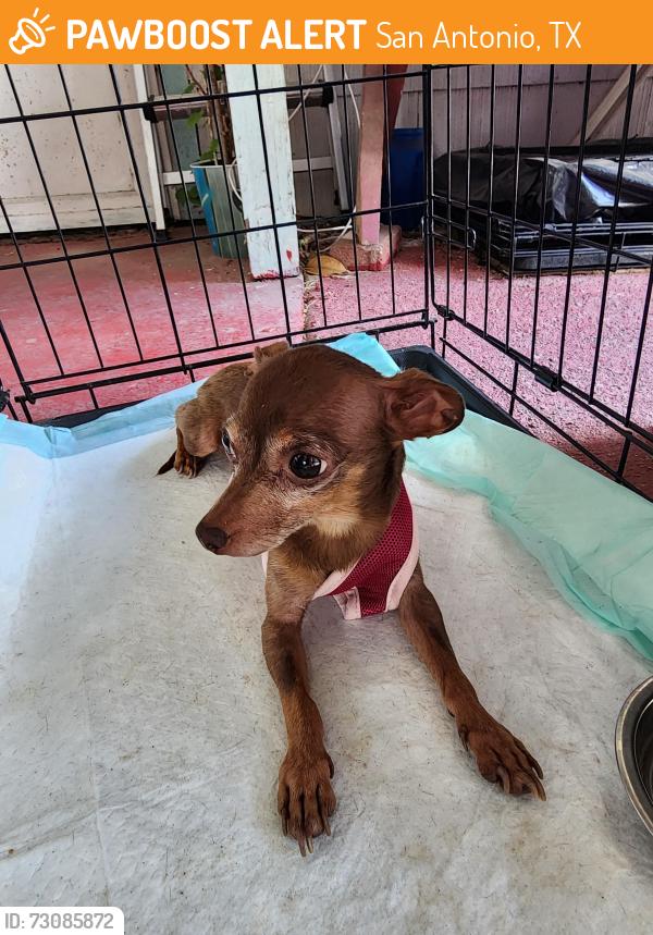 Found/Stray Female Dog last seen Harlandale High School, San Antonio, TX 78221