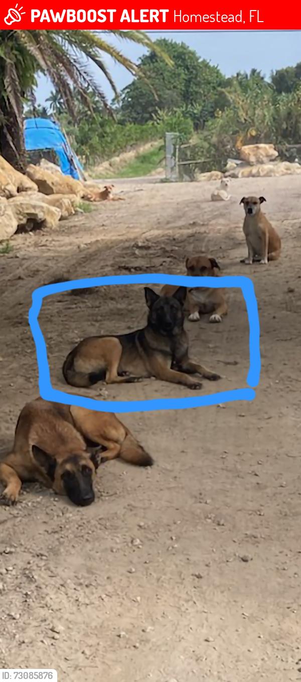 Lost Female Dog last seen Neighborhood in leisure city, Homestead, FL 33033
