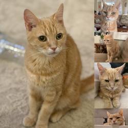 Lost Male Cat last seen Richmond Road Winterbourne Road , Greater London, England CR7 7QF