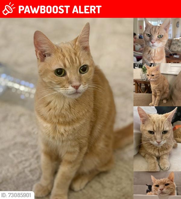 Lost Male Cat last seen Richmond Road Winterbourne Road , Greater London, England CR7 7QF