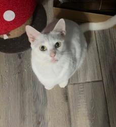Lost Male Cat last seen Near rushmore ave s lehigh acres, Lehigh Acres, FL 33936