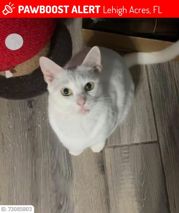 Lost Male Cat last seen Near rushmore ave s lehigh acres, Lehigh Acres, FL 33936