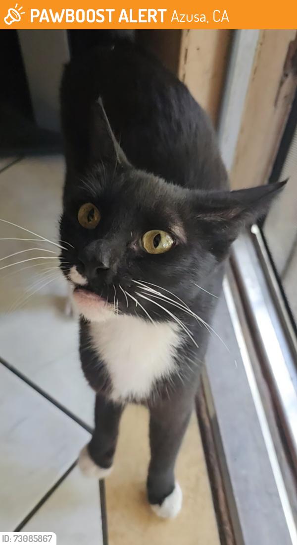 Found/Stray Unknown Cat last seen Near w paramount street, Azusa, CA 91702