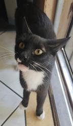 Found/Stray Unknown Cat last seen Near w paramount street, Azusa, CA 91702