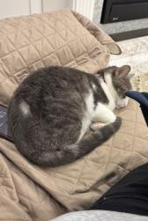 Reunited Female Cat last seen Danby road, tenth line, Halton Hills, ON L7G 0M2