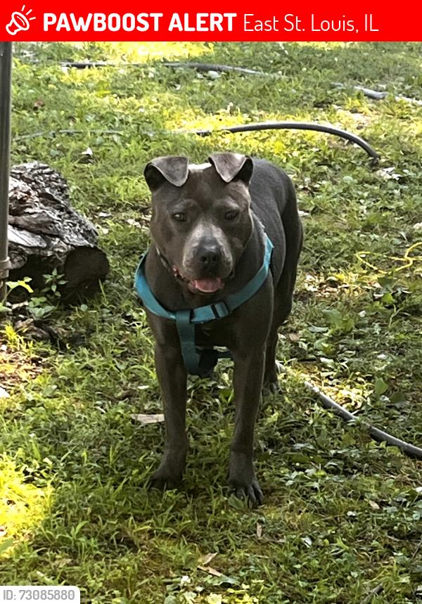 Lost Male Dog last seen Near n 79th st near contrruction, East St. Louis, IL 62203