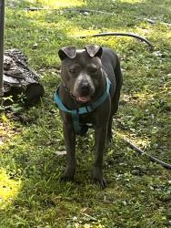 Lost Male Dog last seen Near n 79th st near contrruction, East St. Louis, IL 62203