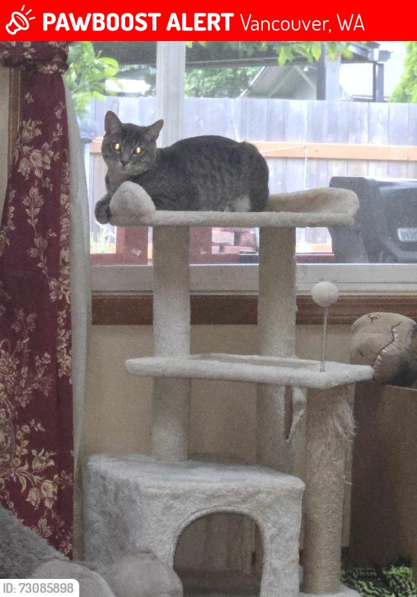 Lost Male Cat last seen Home, Vancouver, WA 98682