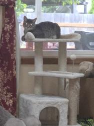 Lost Male Cat last seen Home, Vancouver, WA 98682