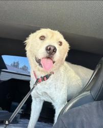 Reunited Male Dog last seen Julien, San Jose, CA 95116