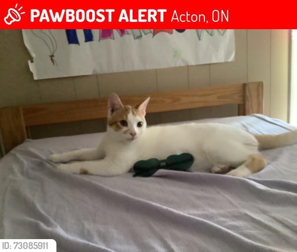 Lost Male Cat last seen St Joseph Catholic school, Acton, ON 