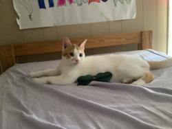 Lost Male Cat last seen St Joseph Catholic school, Acton, ON 