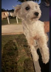 Found/Stray Male Dog last seen Walnut and six, Montebello, CA 90640