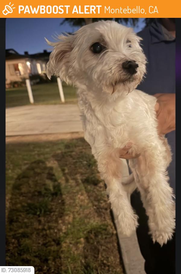 Found/Stray Male Dog last seen Walnut and six, Montebello, CA 90640