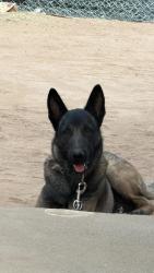 Lost Male Dog last seen Near and ajo, Tucson, AZ 85714