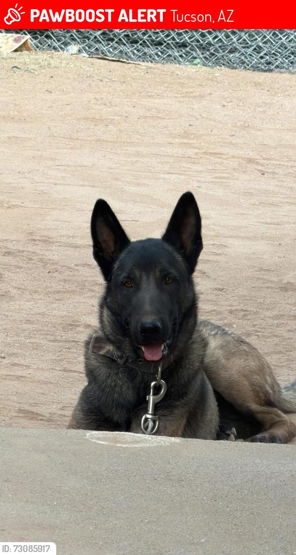 Lost Male Dog last seen Near and ajo, Tucson, AZ 85714