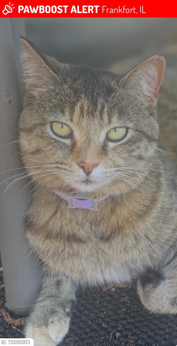 Lost Female Cat last seen St. Francis and Windmill Dr, Frankfort, IL 60423