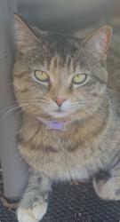 Lost Female Cat last seen St. Francis and Windmill Dr, Frankfort, IL 60423