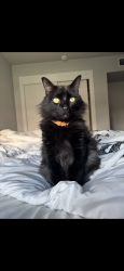 Lost Male Cat last seen Fairfax & Panorama, Bakersfield, CA 93306