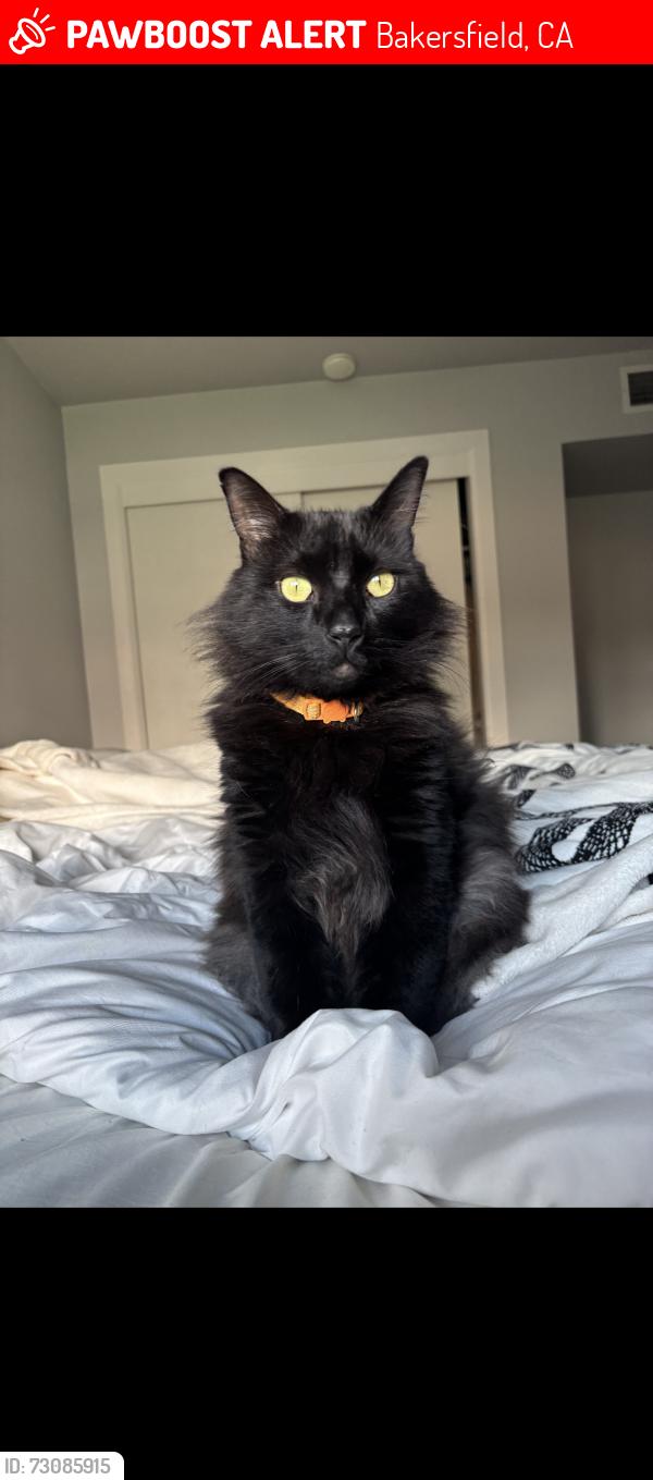 Lost Male Cat last seen Fairfax & Panorama, Bakersfield, CA 93306