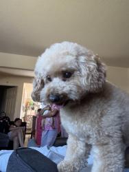 Reunited Male Dog last seen North salinas, Salinas, CA 93906