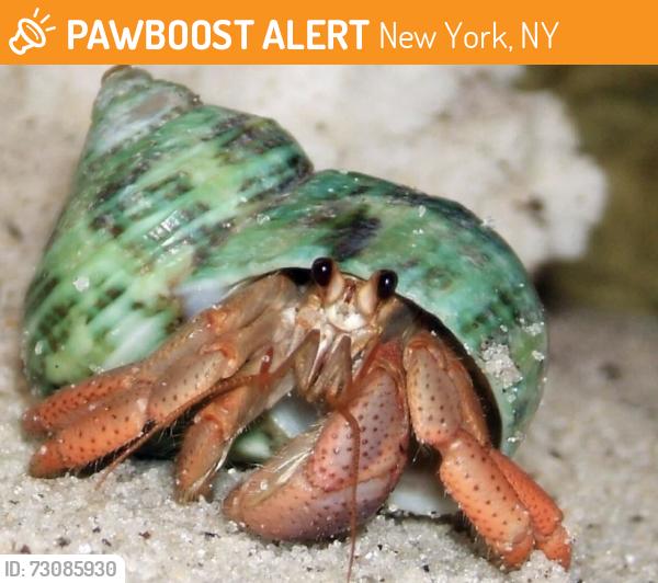 Found/Stray Unknown Other last seen By the ocean, New York, NY 10007