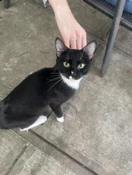 Found/Stray Male Cat last seen Lenox and 116, New York, NY 10027