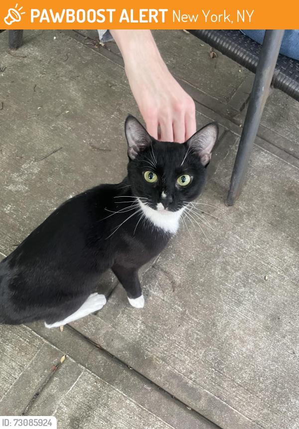 Found/Stray Male Cat last seen Lenox and 116, New York, NY 10027