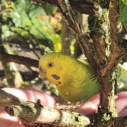 Found/Stray Unknown Bird last seen across from Coulon Park Main entry, eats here everyday, Renton, WA 98056