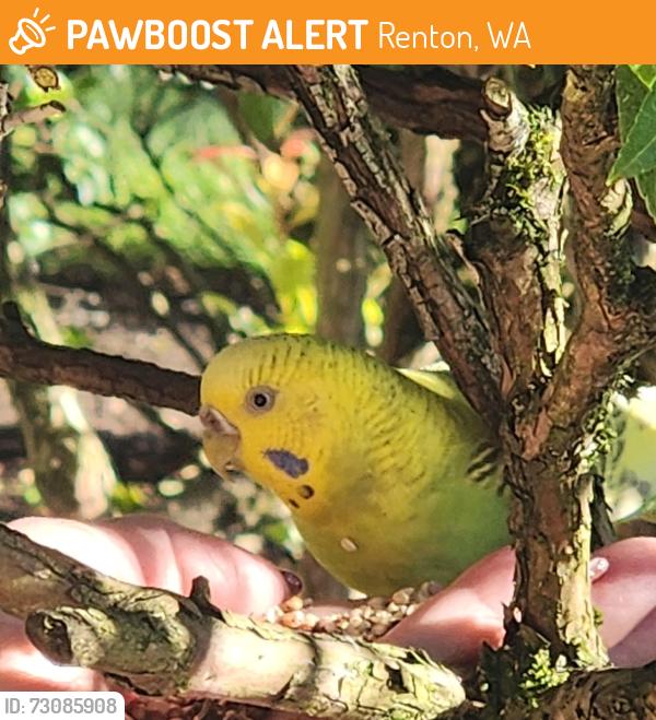 Found/Stray Unknown Bird last seen across from Coulon Park Main entry, eats here everyday, Renton, WA 98056