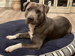 Reunited Male Dog last seen Imperial Highway and Vermont, Westmont, CA 90047