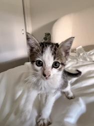 Found/Stray Male Cat last seen La avenida street, Mountain View, CA 94043