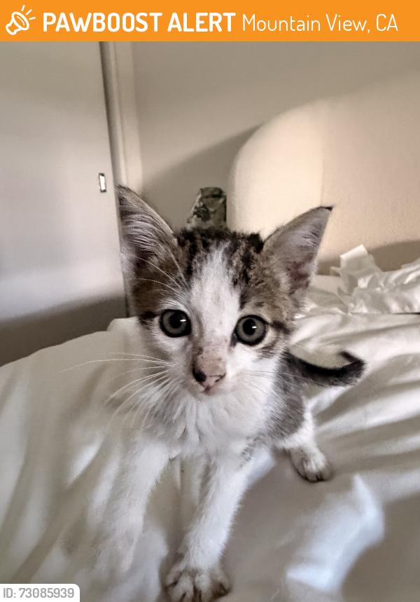 Found/Stray Male Cat last seen La avenida street, Mountain View, CA 94043
