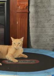Lost Male Cat last seen Dollar general, Willoughby, OH 44094