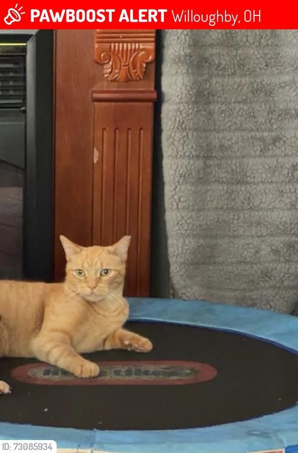 Lost Male Cat last seen Dollar general, Willoughby, OH 44094