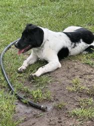 Lost Female Dog last seen hope Mills in Raeford Road, Fayetteville, NC 28304