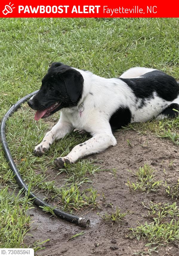 Lost Female Dog last seen hope Mills in Raeford Road, Fayetteville, NC 28304