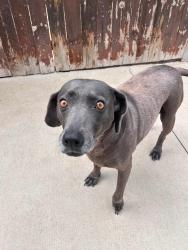 Reunited Female Dog last seen Cedar and Division, Lockport, IL 60441
