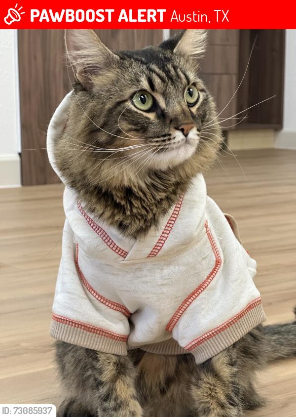 Lost Male Cat last seen Next to 183, Austin, TX 78757
